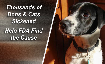 FDA Wants to Know Why Are Jerky Treats Making Pets Sick?