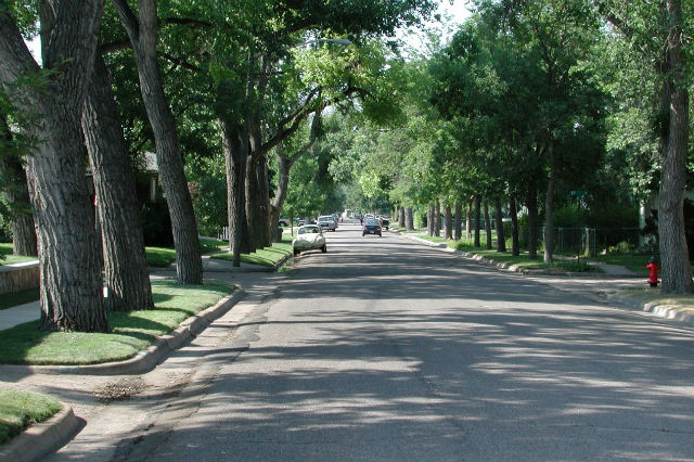 Database Captures Urban Tree Sizes & Growth Rates Across United States